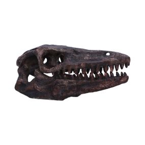 Archaeopteryx Skull 18cm Dinosaurs Gifts Under £100