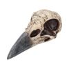 Edgar's Raven Skull 21cm Animal Skulls Father's Day