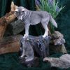 Guidance 25cm (LP) Wolves Out Of Stock