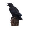 Ravens Cry 18cm Ravens Every Day Is Halloween