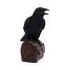 Ravens Cry 18cm Ravens Every Day Is Halloween
