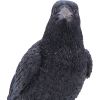 Nevermore Vigil Ravens New Arrivals