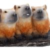 Capybara Herd Animals Stock Arrivals