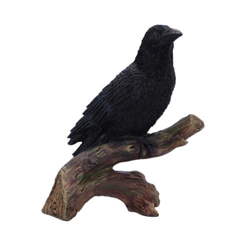 Ravens Perch 20cm Ravens Out Of Stock