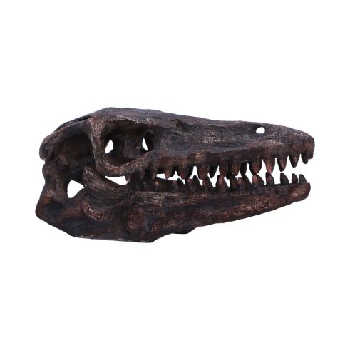 Archaeopteryx Skull 18cm Dinosaurs Gifts Under £100