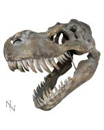Tyrannosaurus Rex Skull Large 51.5cm B/strap Dinosaurs Father's Day