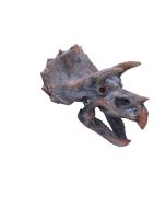 Triceratops Head 23cm Dinosaurs Father's Day