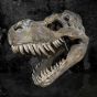 Tyrannosaurus Rex Skull Large 51.5cm B/strap Dinosaurs Father's Day