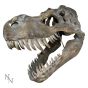 Tyrannosaurus Rex Skull Large 51.5cm B/strap Dinosaurs Father's Day