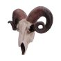 Rams Skull Medium 33cm Animal Skulls Gifts Under £100