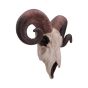 Rams Skull Medium 33cm Animal Skulls Gifts Under £100