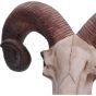 Rams Skull Medium 33cm Animal Skulls Gifts Under £100