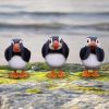 Three Wise Puffins 9cm Animals Gifts Under £100