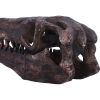 Archaeopteryx Skull 18cm Dinosaurs Gifts Under £100