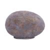 Tyrannosaurus Rex Egg Dinosaurs Father's Day