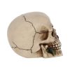 Rose From the Dead 15cm Skulls Statues Medium (15cm to 30cm)