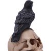 Raven's Spell 10.3cm Ravens RRP Under 10