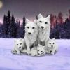 Protected Pups Wolves Out Of Stock