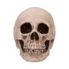 Craniology 16cm Skulls Gifts Under £100