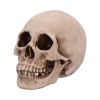 Craniology 16cm Skulls Gifts Under £100