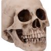 Craniology 16cm Skulls Gifts Under £100