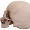 Craniology 16cm Skulls Gifts Under £100