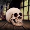 Craniology 16cm Skulls Gifts Under £100