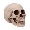 Craniology 16cm Skulls Gifts Under £100