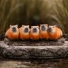 Capybara Herd Animals New Arrivals