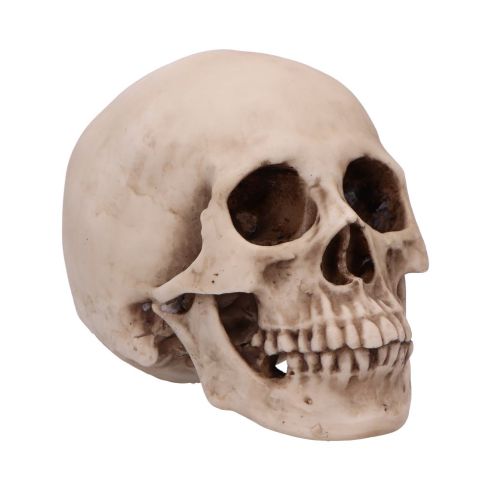 Craniology 16cm Skulls Gifts Under £100