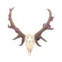 Antlers of Eden 45cm Animal Skulls Gifts Under £100