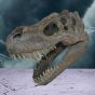 Tyrannosaurus Rex Skull Small 39.5cm B/strap Dinosaurs Top 200 None Licensed