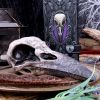 Edgar's Raven Skull 21cm Animal Skulls Father's Day
