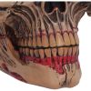 Hall of Horrors: The Walker of Death Skulls Spooky Season