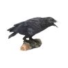 Raven's Call 20cm Ravens Every Day Is Halloween