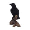 Ravens Perch 20cm Ravens Out Of Stock