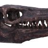 Archaeopteryx Skull 18cm Dinosaurs Gifts Under £100