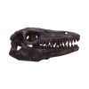 Archaeopteryx Skull 18cm Dinosaurs Gifts Under £100