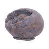 Tyrannosaurus Rex Egg Dinosaurs Father's Day