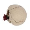 Rose From the Dead 15cm Skulls Statues Medium (15cm to 30cm)