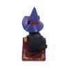 Hocus 12.7cm Cats Stock Arrivals