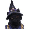 Pocus 12.7cm Cats Stock Arrivals