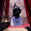 Pocus 12.7cm Cats Stock Arrivals