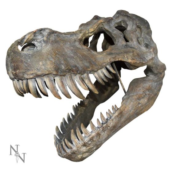 Tyrannosaurus Rex Skull Large 51.5cm B/strap Dinosaurs Father's Day