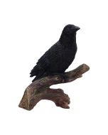 Ravens Perch 20cm Ravens Out Of Stock