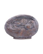 Tyrannosaurus Rex Egg Dinosaurs Father's Day