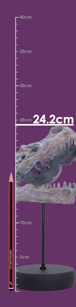 Tyrannosaurus Rex Skull on Plinth