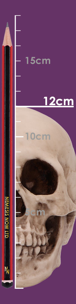 Craniology 16cm Craniology 16cm