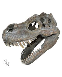 Tyrannosaurus Rex Skull Small 39.5cm B/strap Dinosaurs Roll Back Offer