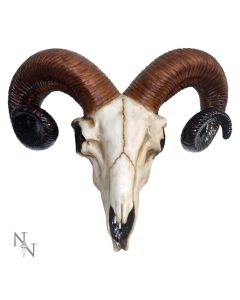 Rams Skull Medium 33cm Animal Skulls Roll Back Offer